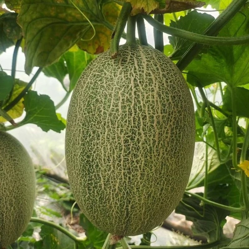 哈密瓜甜瓜种子南北方四季种植瓜果种子阳台庭院