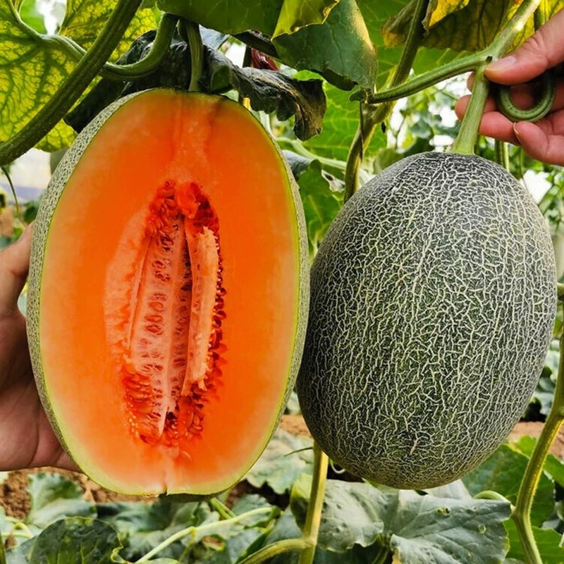 哈密瓜甜瓜种子南北方四季种植瓜果种子阳台庭院