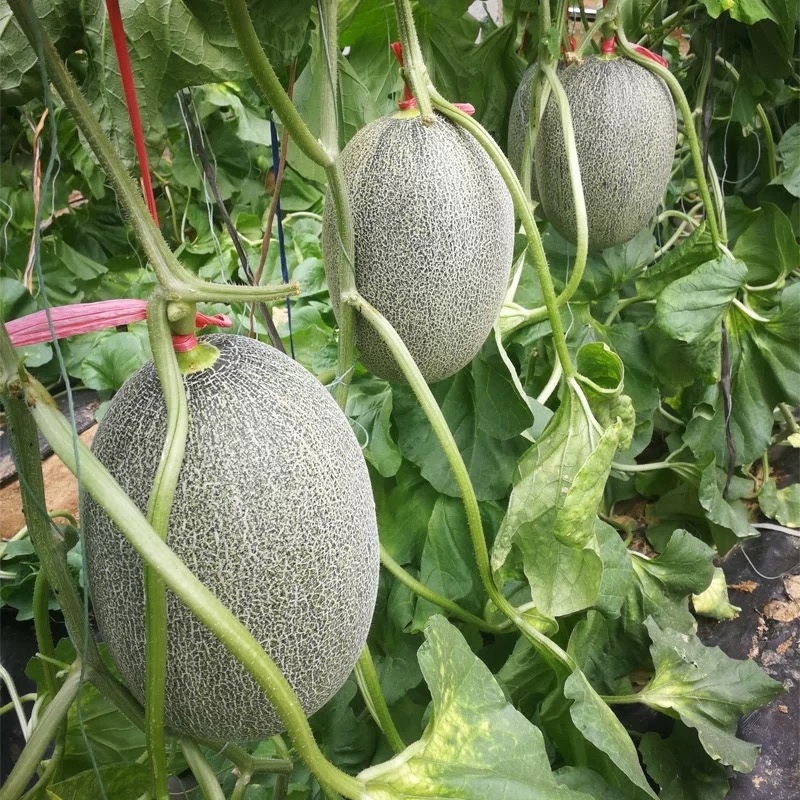 哈密瓜甜瓜种子南北方四季种植瓜果种子阳台庭院