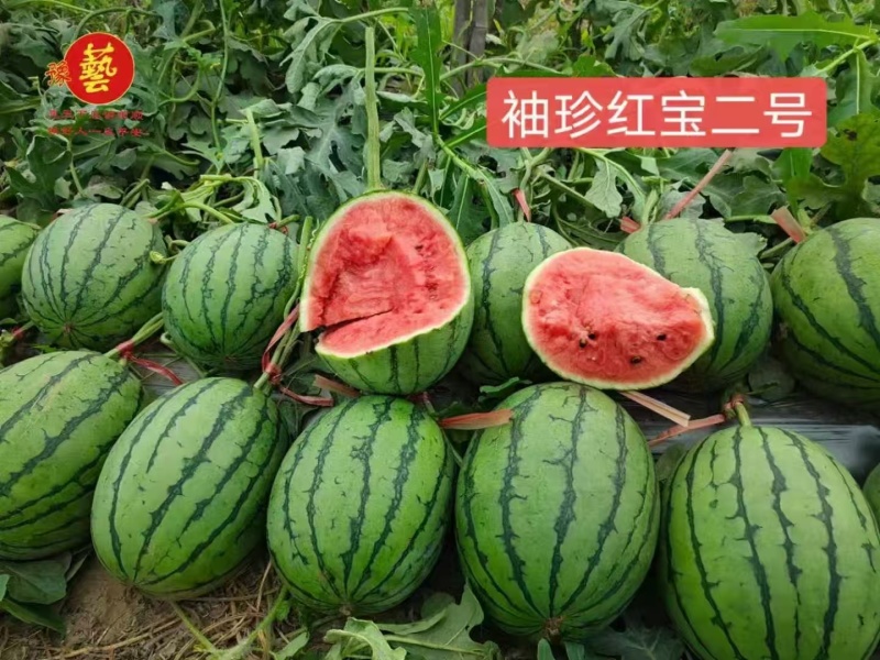 豫艺袖珍红宝二号礼品西瓜种子皮薄少籽早春红玉西瓜种子大红