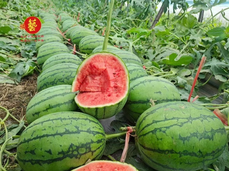 豫艺袖珍红宝二号礼品西瓜种子皮薄少籽早春红玉西瓜种子大红