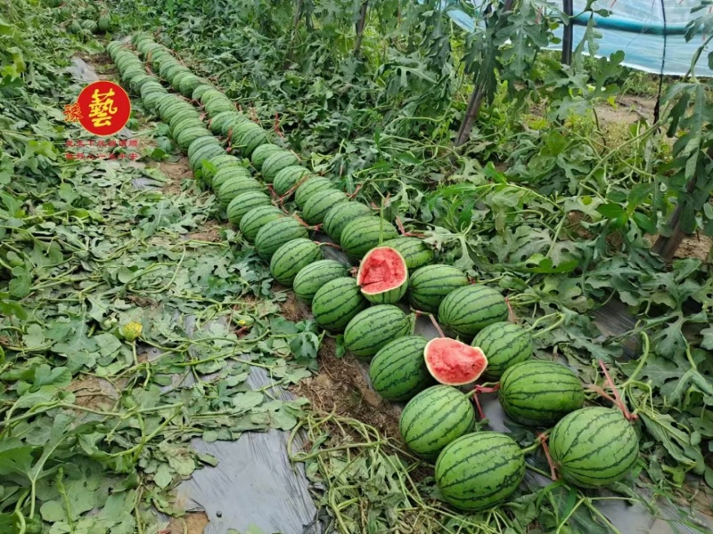 豫艺袖珍红宝二号礼品西瓜种子皮薄少籽早春红玉西瓜种子大红