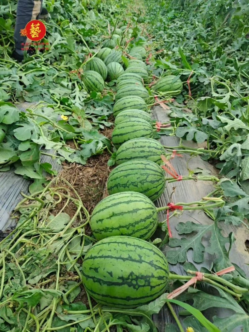 豫艺袖珍红宝二号礼品西瓜种子皮薄少籽早春红玉西瓜种子大红