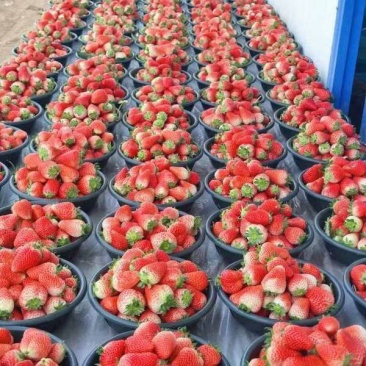 奶油草莓大量上市对接各大市场