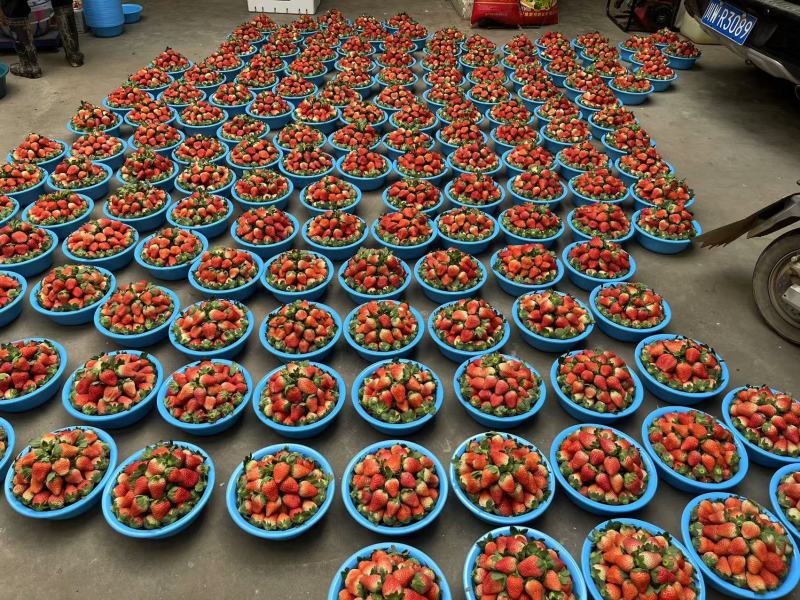奶油草莓大量上市对接各大市场