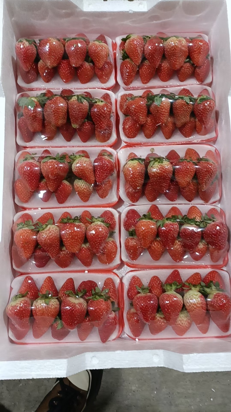 奶油草莓大量上市对接各大市场