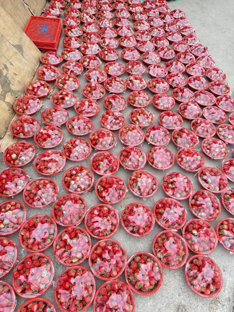 奶油草莓大量上市对接各大市场