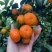 广西桂林沙糖桔基地直发货源充足量大从优欢迎来电