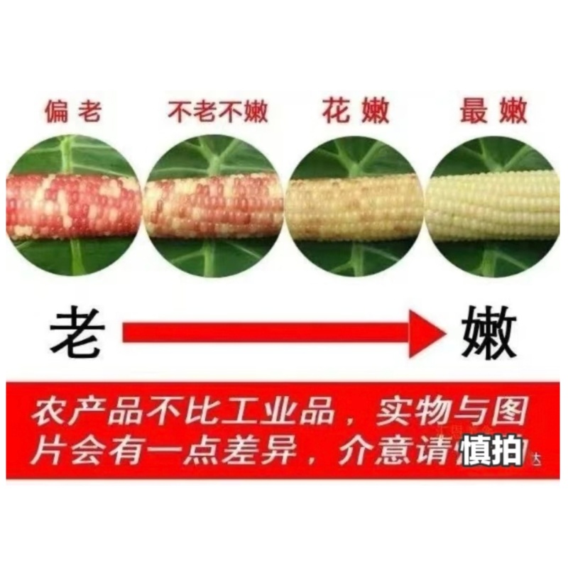 中农斯达天紫23玉米种子彩糯玉米种子紫白相间基地专用