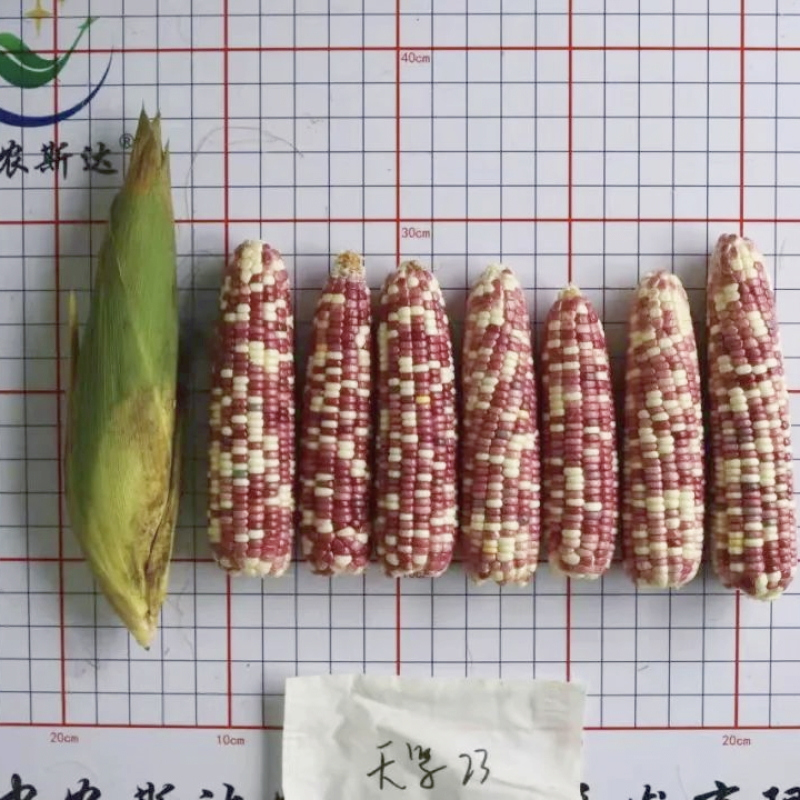中农斯达天紫23玉米种子彩糯玉米种子紫白相间基地专用