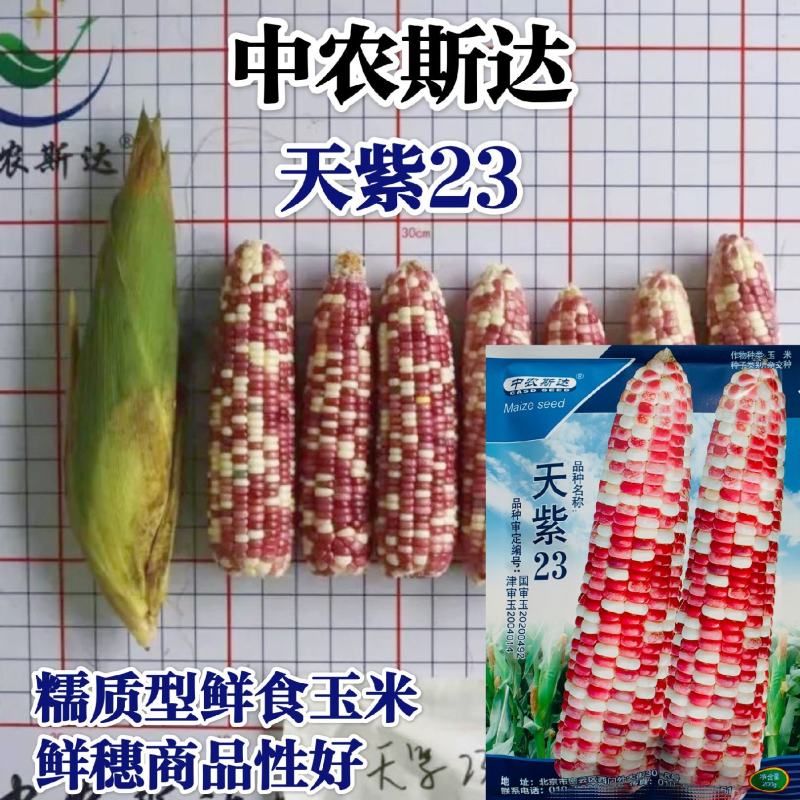 中农斯达天紫23玉米种子彩糯玉米种子紫白相间基地专用