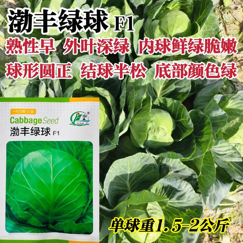 渤丰绿球甘蓝种子杂交一代绿甘蓝卷心菜种子耐裂球包头菜种子