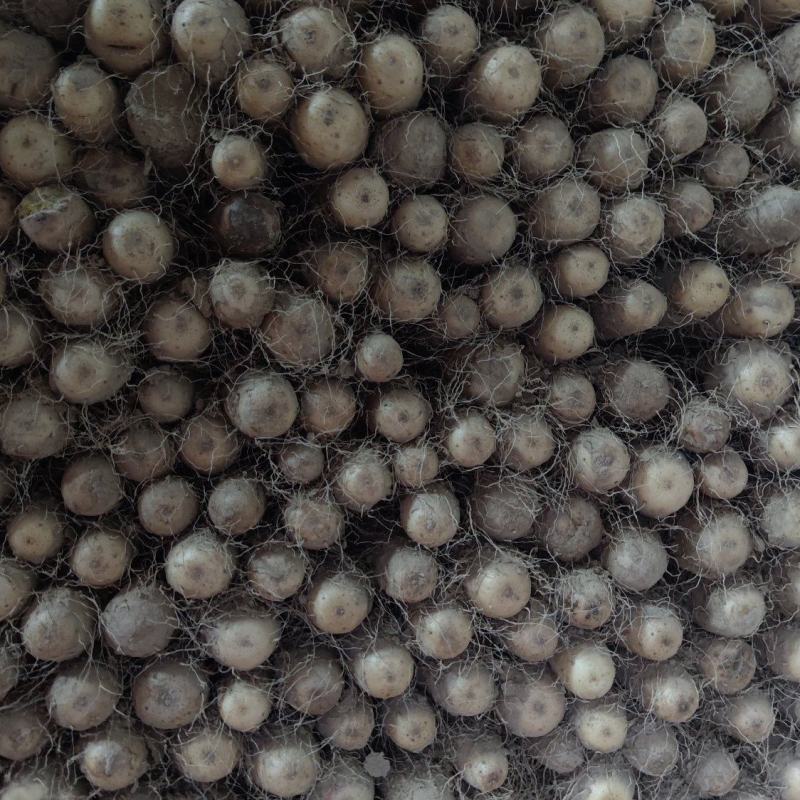 双棒山药双胞山药条形好颜色好40起步
