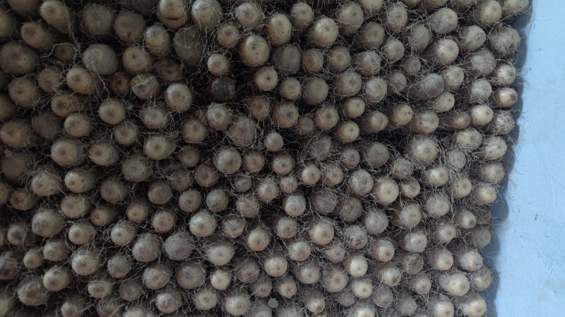 双棒山药双胞山药条形好颜色好40起步