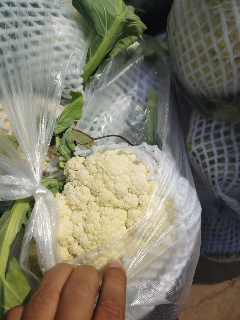 松花菜湖北产地直供代发全国市场可视频拿货看货电联