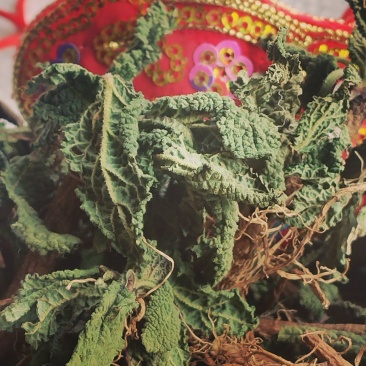 癞蛤蟆皮草癞头棵水洗带根全棵可视频看货一手货源农村直发