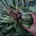 癞蛤蟆皮草癞头棵水洗带根全棵可视频看货一手货源农村直发