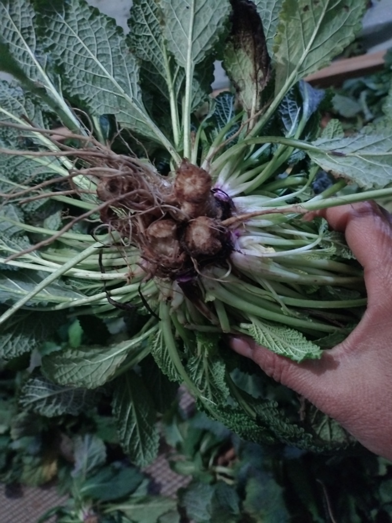 癞蛤蟆皮草癞头棵水洗带根全棵可视频看货一手货源农村直发