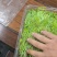 辣木芽（稍）