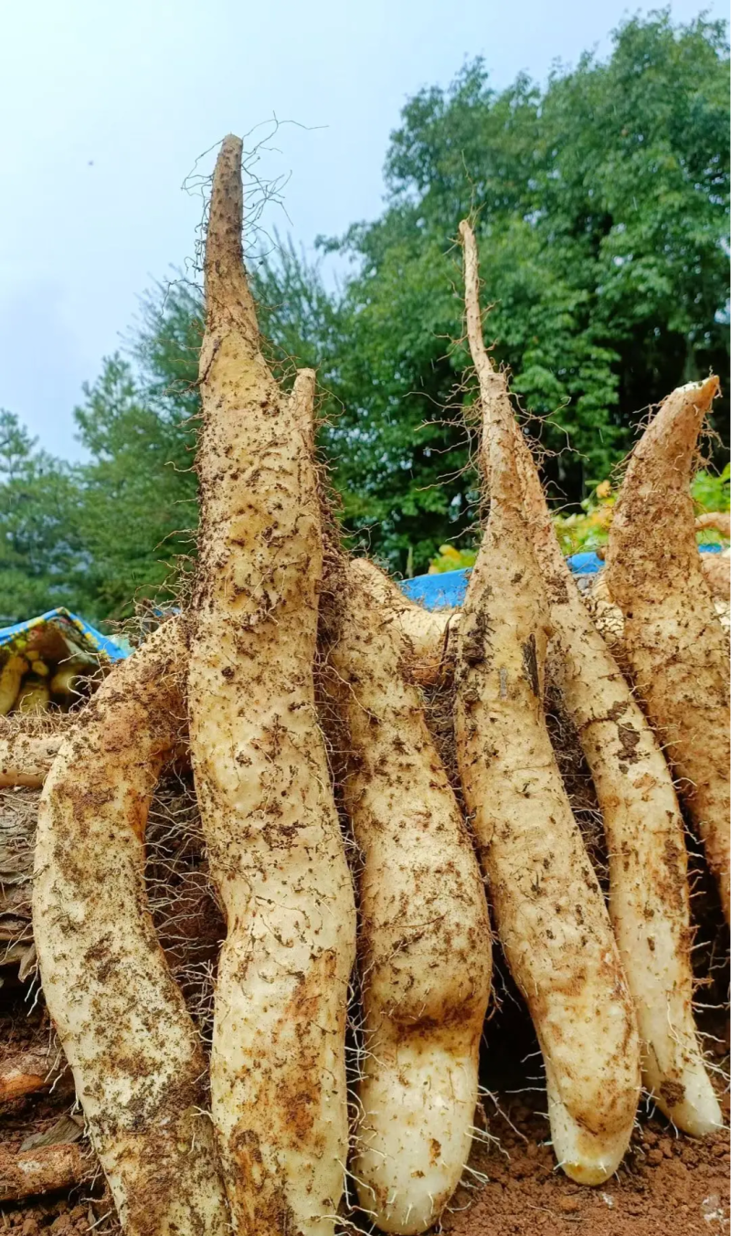 出售山药四亩左右️