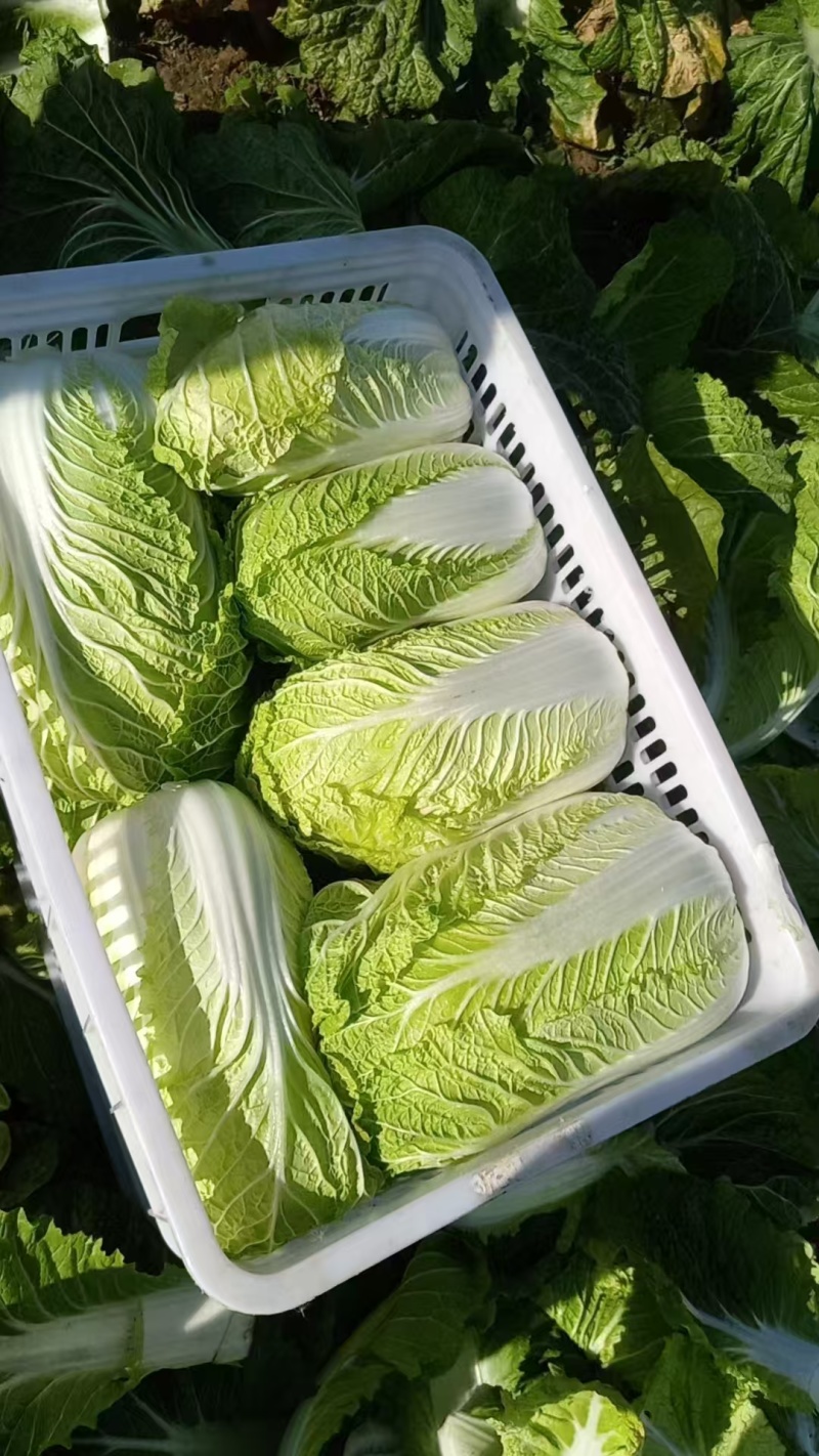 【推荐】江苏黄心大白菜一手货源供应市场商超电商量大价优