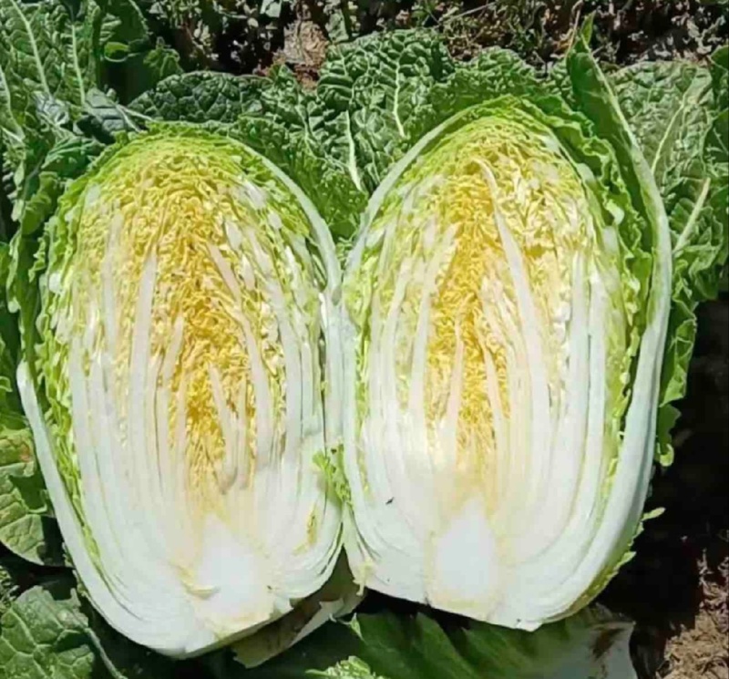 【推荐】江苏黄心大白菜一手货源供应市场商超电商量大价优