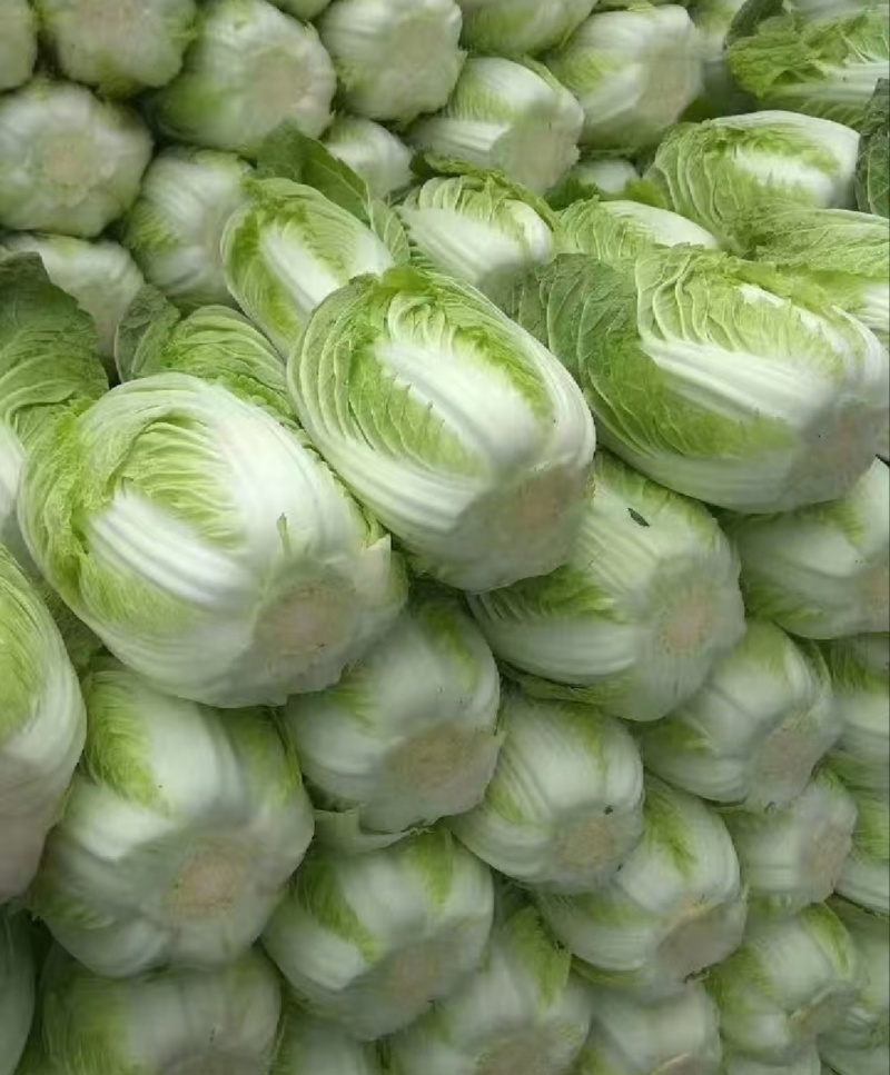 【推荐】江苏黄心大白菜一手货源供应市场商超电商量大价优
