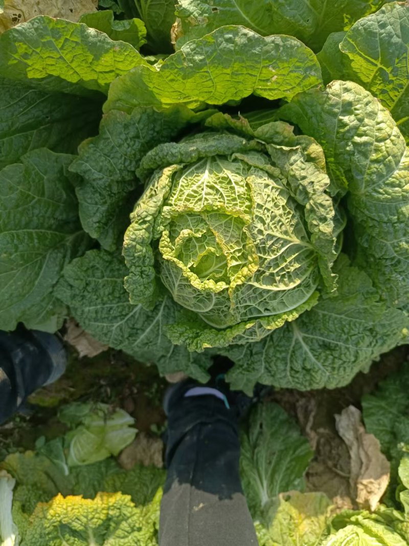 大白菜大量上市，全国发货，量大从优，可视频看货，欢迎咨询
