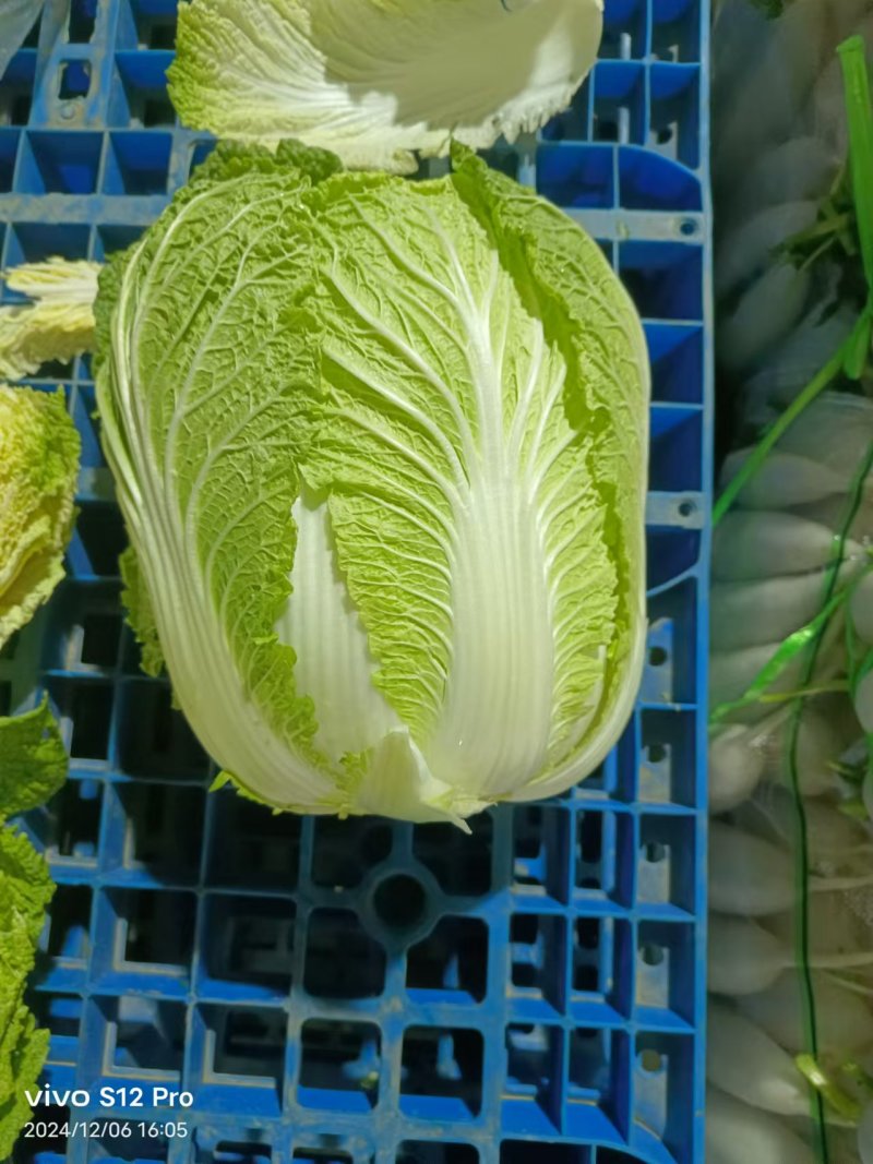 大白菜大量上市，全国发货，量大从优，可视频看货，欢迎咨询