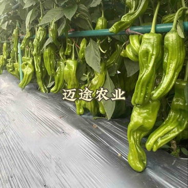 薄皮椒苗早熟皮薄口感好易成活基地直发