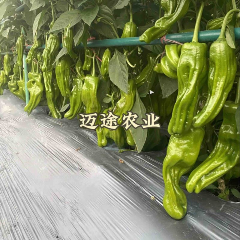 薄皮椒苗早熟皮薄口感好易成活基地直发