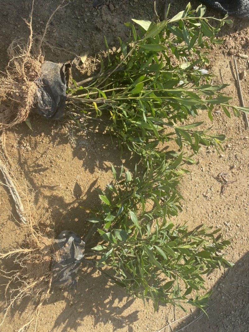 小叶栀子花福建漳州小叶栀子花场地直销货源充足