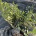 小叶栀子花福建漳州小叶栀子花场地直销货源充足