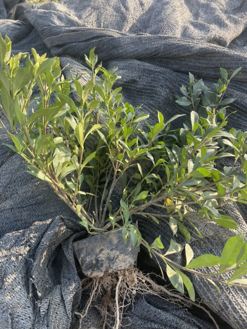 小叶栀子花福建漳州小叶栀子花场地直销货源充足