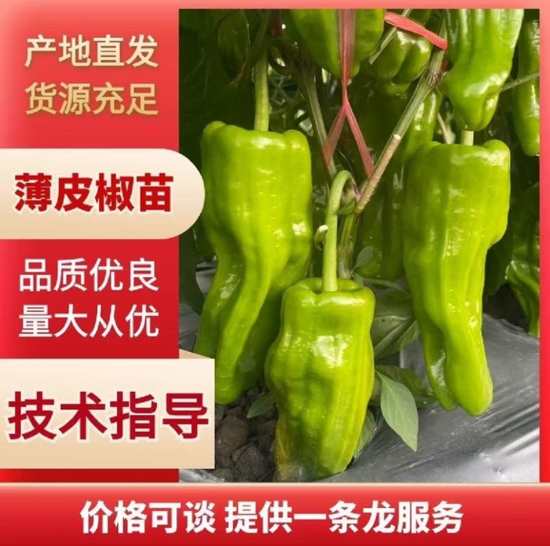 薄皮椒苗早熟皮薄口感好易成活基地直发