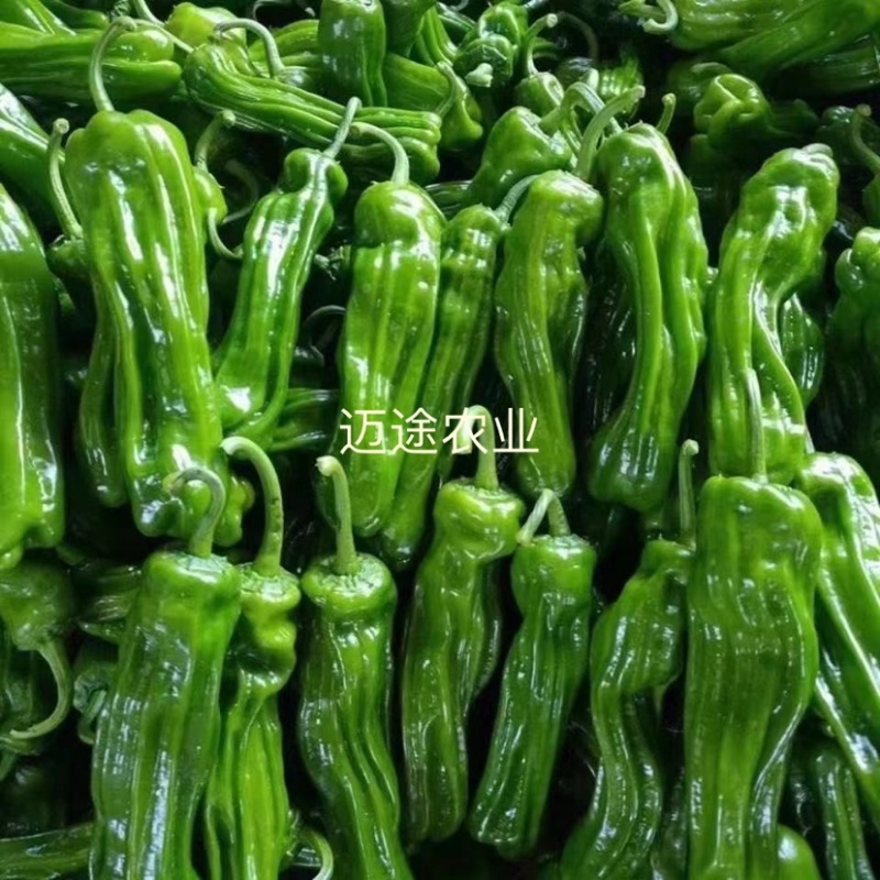 薄皮椒苗早熟皮薄口感好易成活基地直发