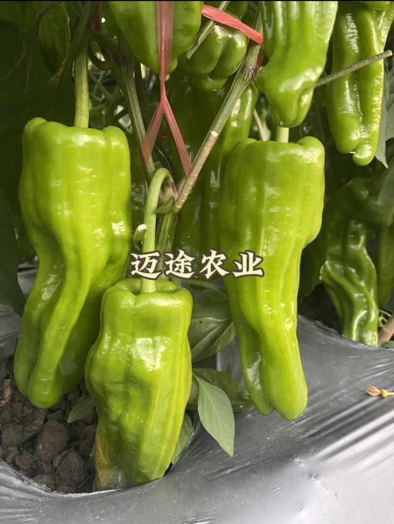薄皮椒苗早熟皮薄口感好易成活基地直发