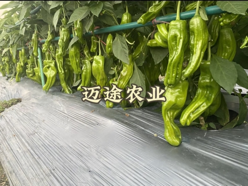 薄皮椒苗早熟皮薄口感好易成活基地直发