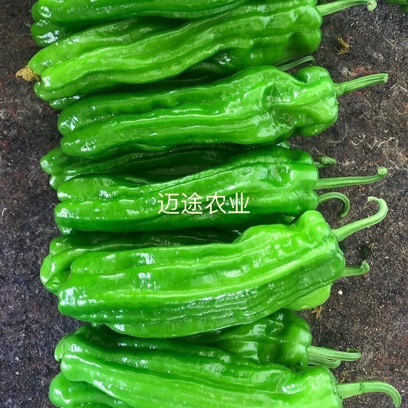 薄皮椒苗早熟皮薄口感好易成活基地直发