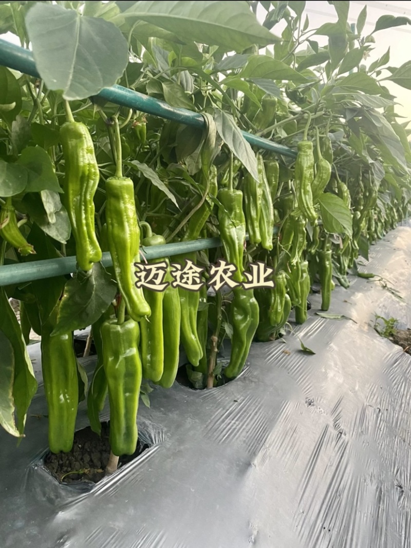 薄皮椒苗早熟皮薄口感好易成活基地直发