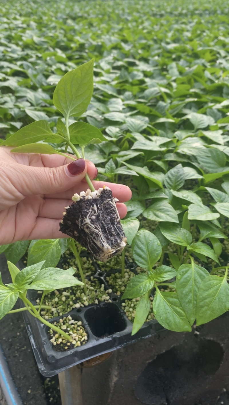 薄皮椒苗早熟皮薄口感好易成活基地直发