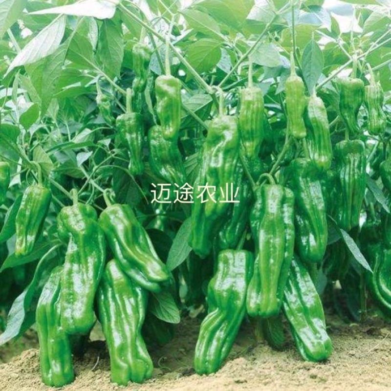 薄皮椒苗早熟皮薄口感好易成活基地直发