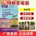 拜莱青霉枯草芽胞杆菌生根壮苗高含量预防土传病害微生物菌剂