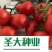 金圣C18大红石头果番茄种子越冬耐寒石头果番茄种子