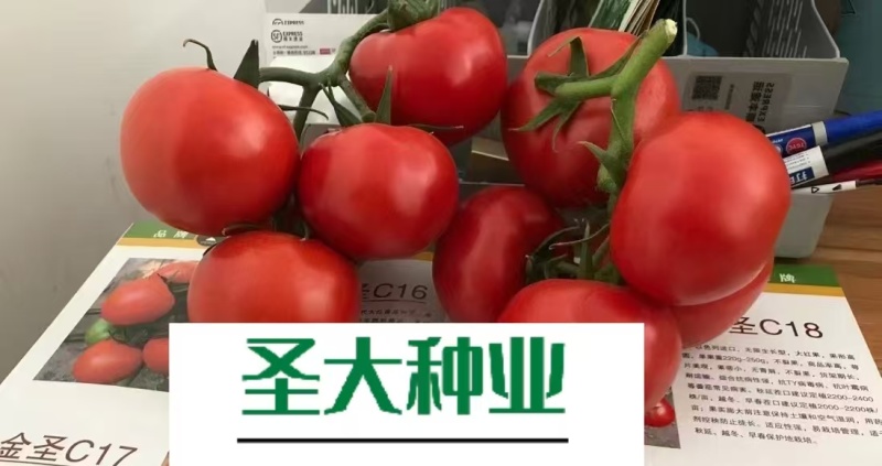 金圣C18大红石头果番茄种子越冬耐寒石头果番茄种子