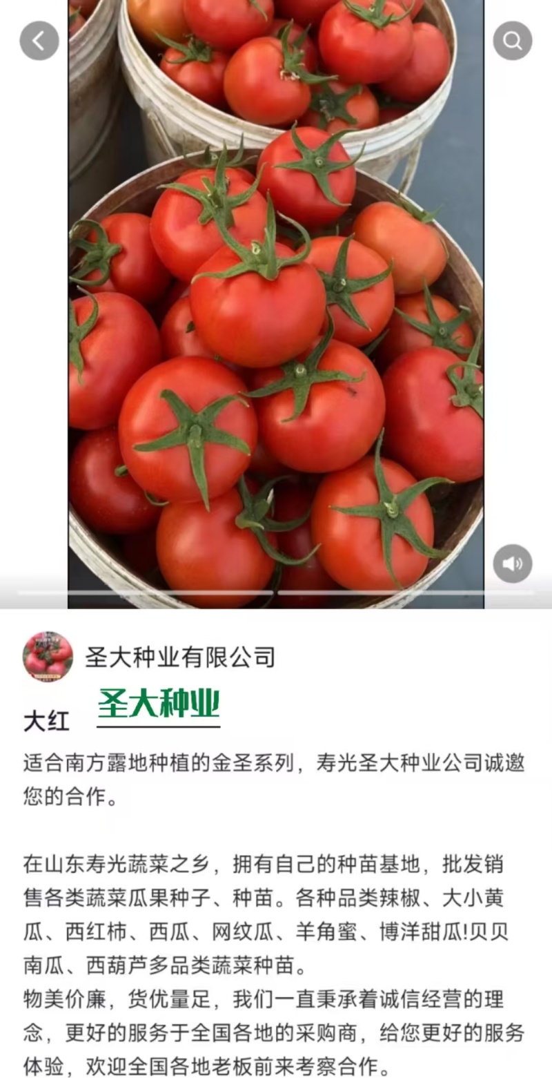 金圣C18大红石头果番茄种子越冬耐寒石头果番茄种子