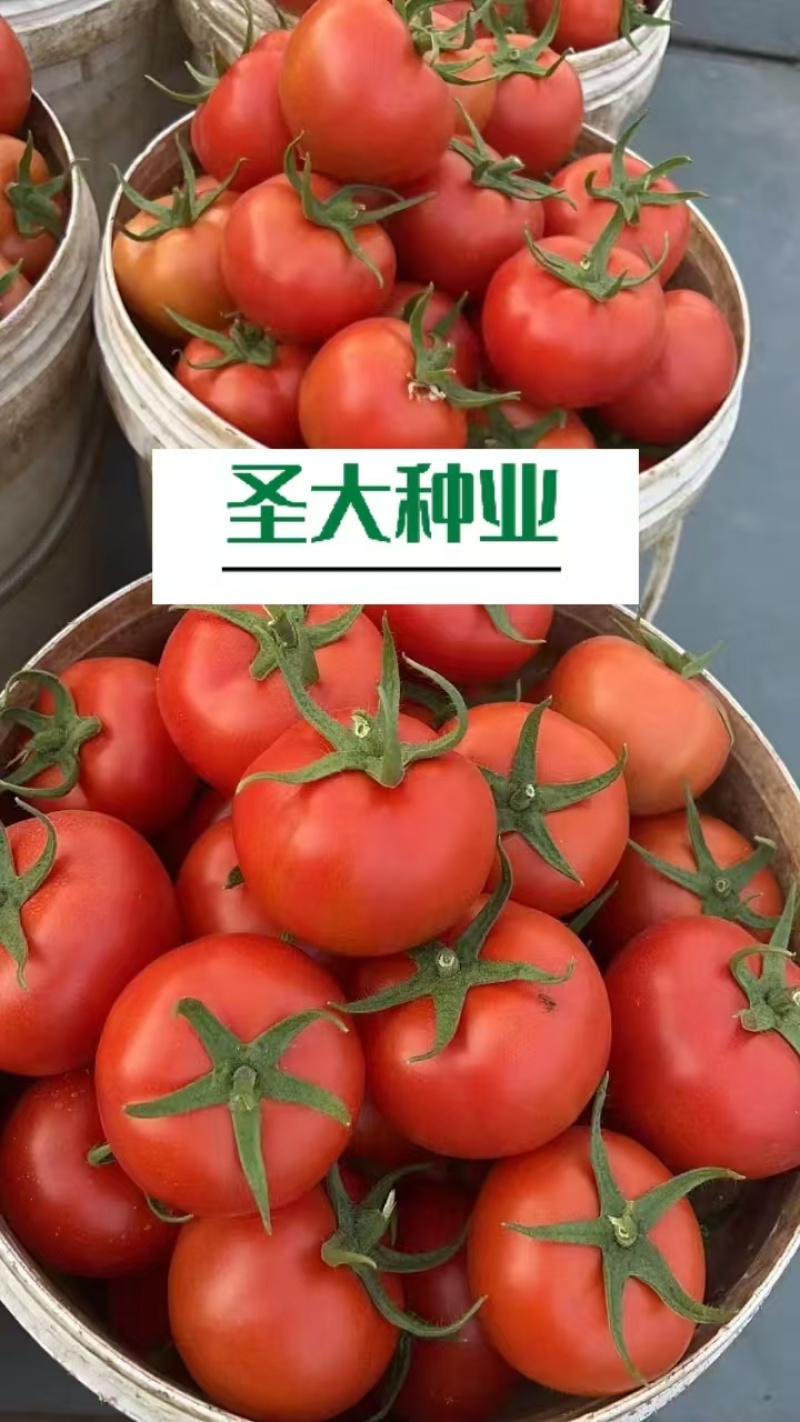 金圣C18大红石头果番茄种子越冬耐寒石头果番茄种子