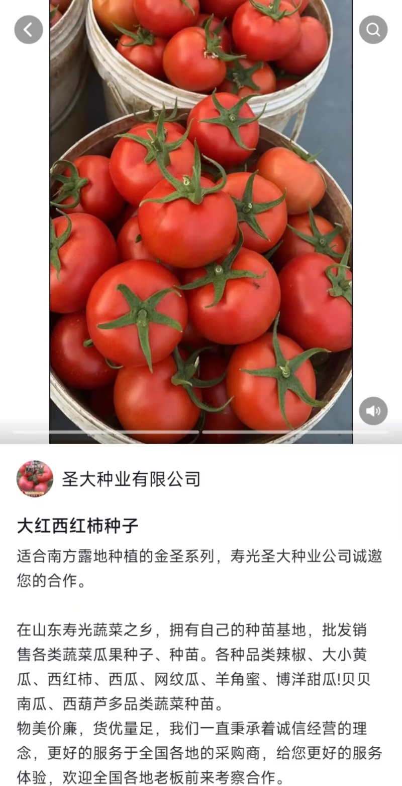 金圣C18大红石头果番茄种子越冬耐寒石头果番茄种子