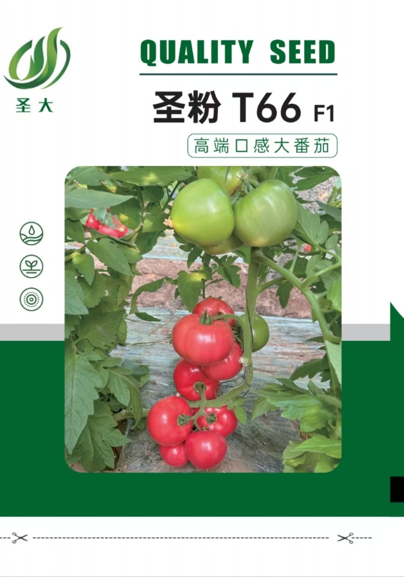 圣粉T66口感大粉果西红柿种子沙瓤抗病毒四季可种