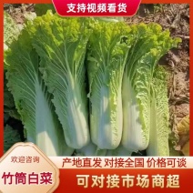 广西竹筒白菜白菜4~6斤产地直发可视频看货